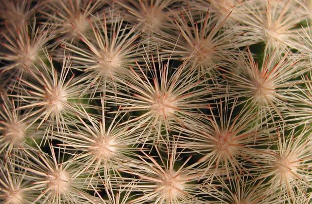 Mammillaria candida (2).jpg